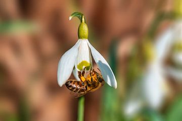 Schneeglöckchen Blumen Blüte mit Biene von Mario Plechaty Photography