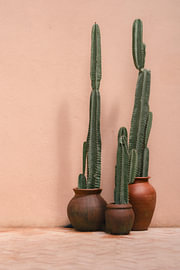 Potted cacti in front of pink wall | travel photography print | Sri Lanka by Kimberley Jekel