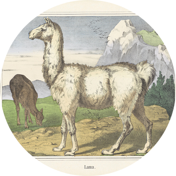 Lama, Firma Joseph Scholz, 1829 - 1880
