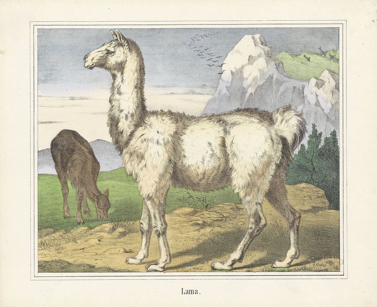 Lama, firm of Joseph Scholz, 1829 - 1880 by Gave Meesters