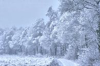 bospad met sneeuw beschenen van Alfred Stenekes thumbnail