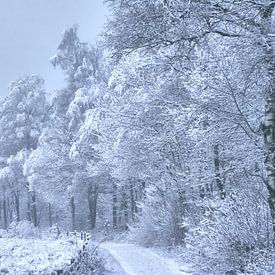 schneebedeckter Waldweg von Alfred Stenekes