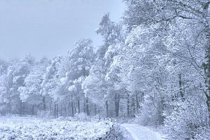 bospad met sneeuw beschenen van Alfred Stenekes