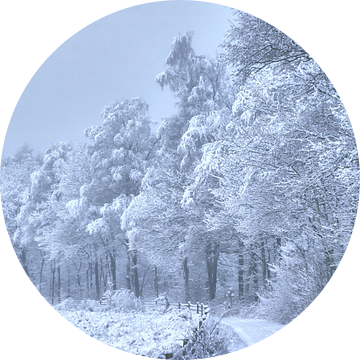 bospad met sneeuw beschenen van Alfred Stenekes