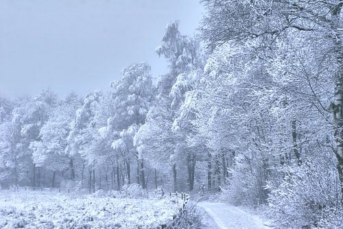 snow-covered forest path