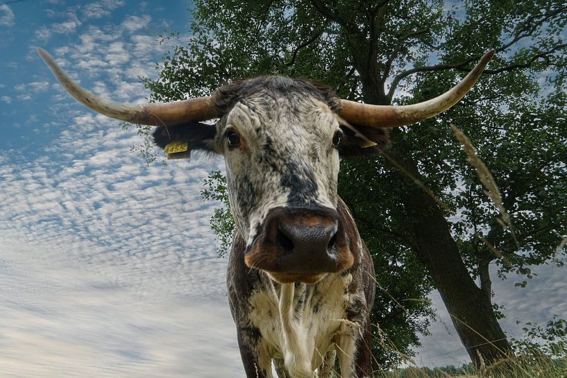 English longhorn van Wolbert Erich