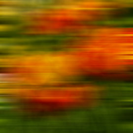 Tulpen im Wind von Dieter Walther