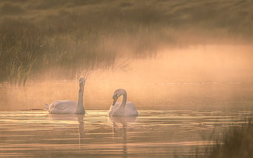 zwanen zonsopkomst van natascha verbij