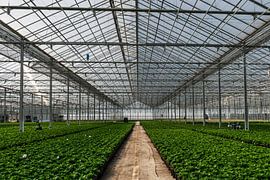 Perspektivische Linien in einem Gewächshaus