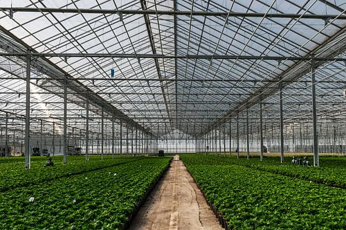 Perspectief lijnen in een kas