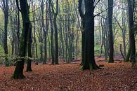 The forest of dancing trees by DuFrank Images thumbnail