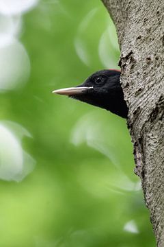 Zwarte specht (Dryocopus martius) vluchtend uit de broedgrot, wilde dieren, Europa.