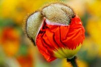 Mohnblume