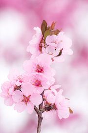 Pink peach blossoms by ManfredFotos