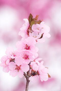 Roze perzikbloesems van ManfredFotos