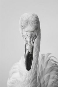 Flamingo - Schwarzweißfotografie