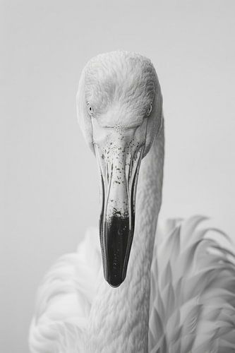 Flamingo - Zwart-wit fotografie