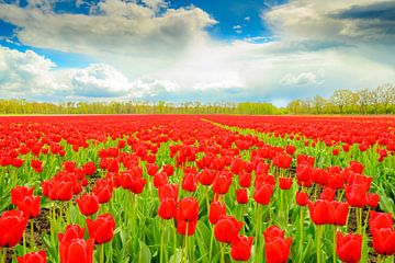 Tulpen in bloei in een veld tijdens de lente