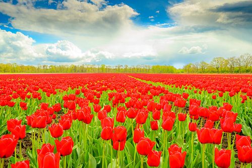 Tulpen in bloei in een veld tijdens de lente