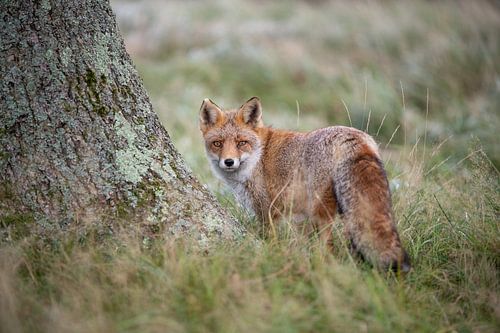 Vos bij een boom | Wildlife fotografie