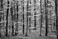 Herbstwald mit Bewegungsunschärfe durch Sturm; monochrom