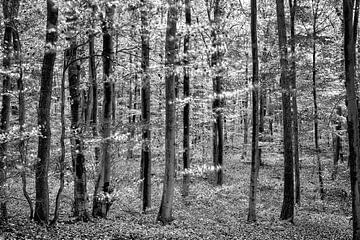 Herfstbos met bewegingsonscherpte door storm; monochroom van berbaden photography