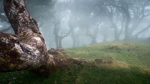 Verwitterter Baumstamm und Bäume im Nebel von Erwin Pilon