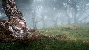 Weathered tree trunk and trees in the mist by Erwin Pilon