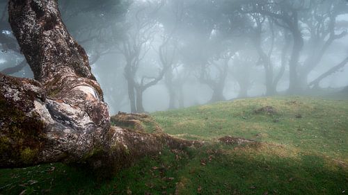 Tronc d'arbre altéré et arbres dans la brume sur Erwin Pilon