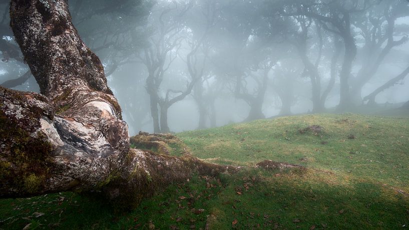 Verweerde boomstam en bomen in de mist van Erwin Pilon