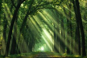 Morning Sunshine van Martin Podt