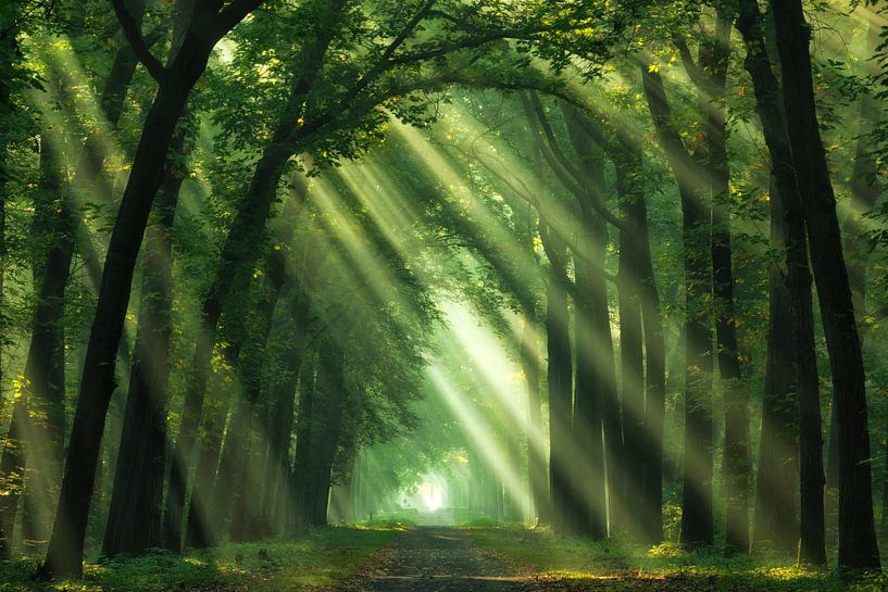 Morning Sunshine by Martin Podt