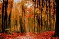 autumn by Jeannette Bouwmeester thumbnail