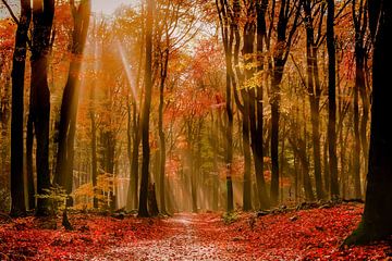 Herbstwald von Jeannette Bouwmeester