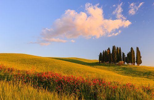 Cipress bomen, Torrenieri, Toscane, Italië
