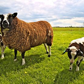 schapen von Matthijs Temminck