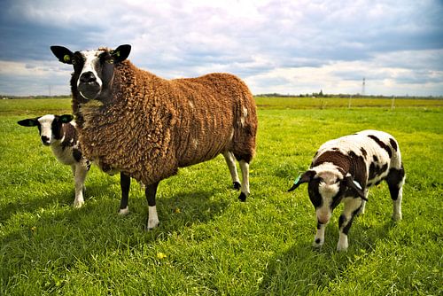 schapen by Matthijs Temminck