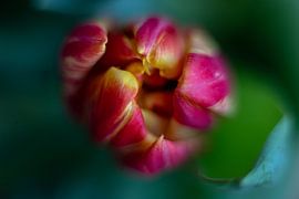Detail van een tulp van Contrast inBeeld