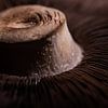 Mushroom by Marjolijn van den Berg