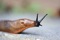 Schnecke