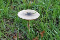 champignon
