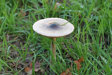 paddenstoel van Roger Hagelstein