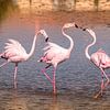 Flamingo's in de Camargue van Ron Poot