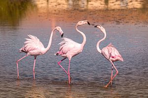 Flamingos in der Camargue von Ron Poot