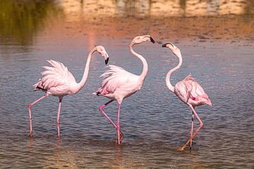 Flamingo's in de Camargue van Ron Poot