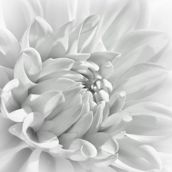 Dahlia by Violetta Honkisz