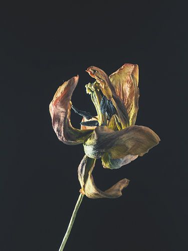 Verdorde 5