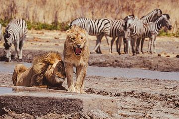 Paar leeuwen bij een waterpoel in Namibië, Afrika van Patrick Groß