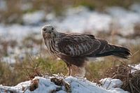 A rough-legged buzzard sits on an elevation in fallow land with a layer of snow in winter
