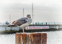 Möwe